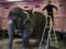 Во Франции запретят держать диких животных в цирках и дельфинариях
