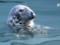 В США назрел конфликт между рыбаками и тюленями