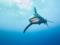 В Египте начали расследование нападения акулы на украинских туристов