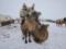 Dmitry Komarov will show how he drove camels across Inner Mongolia