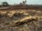 В Южной Америке выгорела треть крупнейшего в мире болота