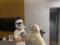 Лидер  Динамо  в маске штурмовика из  Звездных Войн  получил поздравления с днем рождения от своей собаки