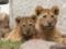 Плоды карантина: в мексиканском зоопарке дебютируют пять африканских львят