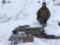 На Луганщине СБУ нашла склад со взрывчаткой и артиллерийскими снарядами