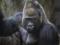 Ученые выяснили, зачем гориллы бьют себя в грудь