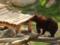 В Харьковском зоопарке бурых медведей переселили в новый вольер