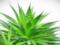 How to care for aloe: properties and features of a medicinal plant