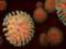 Stealth Omicron accounts for one in five coronavirus infections in the US