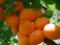 What are the colors of apricots and who should not eat them better