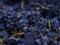 Why varto add grapes to the diet