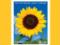 Canada Post випустила благодійну марку із зображенням соняшника на підтримку України