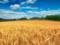 В Херсонской области нечем убрать урожай зерновых - украли комбайны
