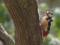 Scientists explain why woodpeckers don t get concussions