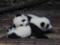 Вчені знайшли новий вид панд, які мешкали в Європі