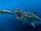 Scientists have told about the size of the ancient giant sharks