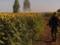 Ukrainian farmers no longer want to set records for growing grain