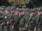 Оккупанты проводят скрытую мобилизацию в Крыму – ЦНС