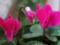 How to vikoristovuvat cyclamen with sinusitis?