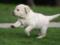 Building dogs improve the health of their masters