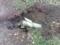 Russian troops fired more than 100 shells and mines in Sumy region in a day: an architectural monument was damaged