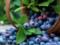 Vcheni called the best berry for lowering tsukra in the blood