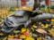 Invaders shelled a medical facility in Kherson: there is destruction