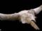 Scientists reveal unexpected details of Neanderthal life