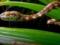 Новий вид змій із Панами назвали на честь ді Капріо