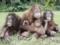 Scientists have found new similarities in the behavior of humans and primates