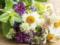 Yakі likarski herbs will help to fix stones in nirkah