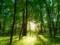 There are fewer private plots in the Belichansky forest on the cadastral map - CHESNO