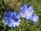 Healing properties of chicory