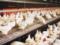 Експерти прогнозують зростання виробництва м яса птиці в Україні у 2023 році