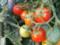 В Україні розпочався сезон місцевих тепличних помідорів