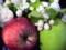 Nutritionists: lack of fruit can cause obesity
