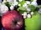 Scientists: apples can make the body younger