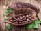 Scientists: cocoa drink improves memory