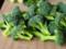 Scientists: broccoli relieves asthma attacks