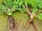In some valleys, wild carrots stagnate