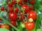 The highest variety of tomatoes