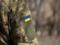 Ukraine is preparing to continue the military regime and foreign mobilization for another 90 days