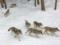 Крысиный яд угрожает популяции волков в Италии – исследование