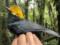 Ученые впервые сфотографировали птицу Prionops alberti: этот вид считался утраченным