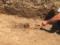 Нечто необычное: ученые нашли захоронение рыси с четырьмя собаками