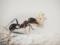 Ants remember grievances: how experience affects their aggression