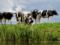 Built-in compass: how cows navigate using the Earth s electromagnetic field