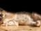 Palm-sized: what the world s smallest cat, who lived in China 300 thousand years ago, looked like