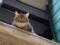 In Scotland they want to prohibit the start of domestic cats: what is the reason