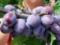 7 продуктов для долголетия и крепкого здоровья