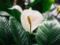 How often you need to water spathiphyllum and where to put: Golden Rules